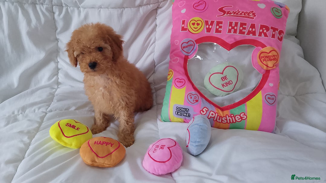 Poodle dogs for sale: Red small miniature poodle mum is tiny one 💙left - Image 23