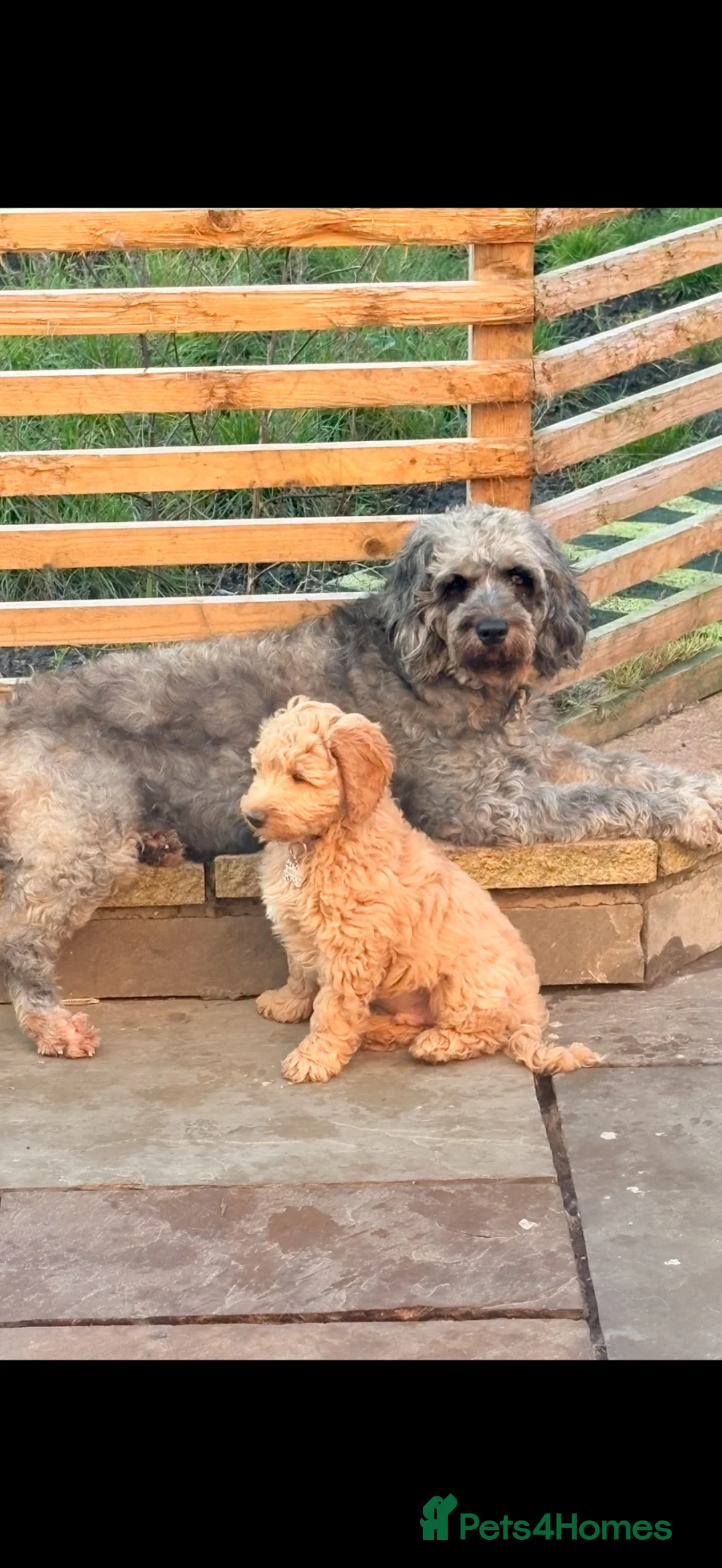 Mini Goldendoodle dogs for sale: Gorgeous Blue Merle Mini Goldendoodle - Advert 3
