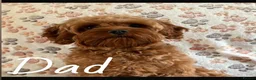 Mixed Breed dogs for sale: Adorable Cavapoo Puppies - One boy left! - Advert 15