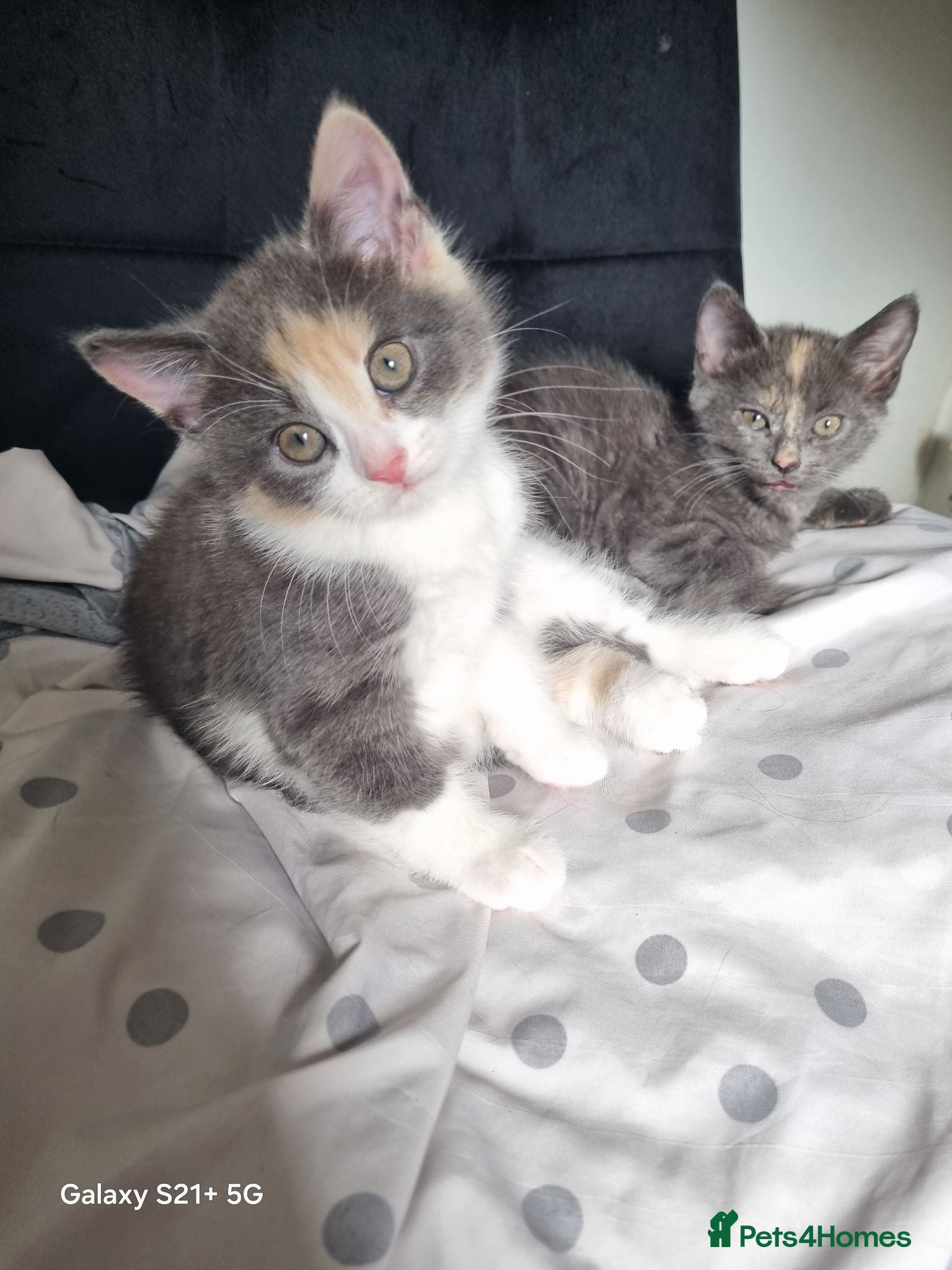 British Longhair cats Kittens for sale - Advert 4