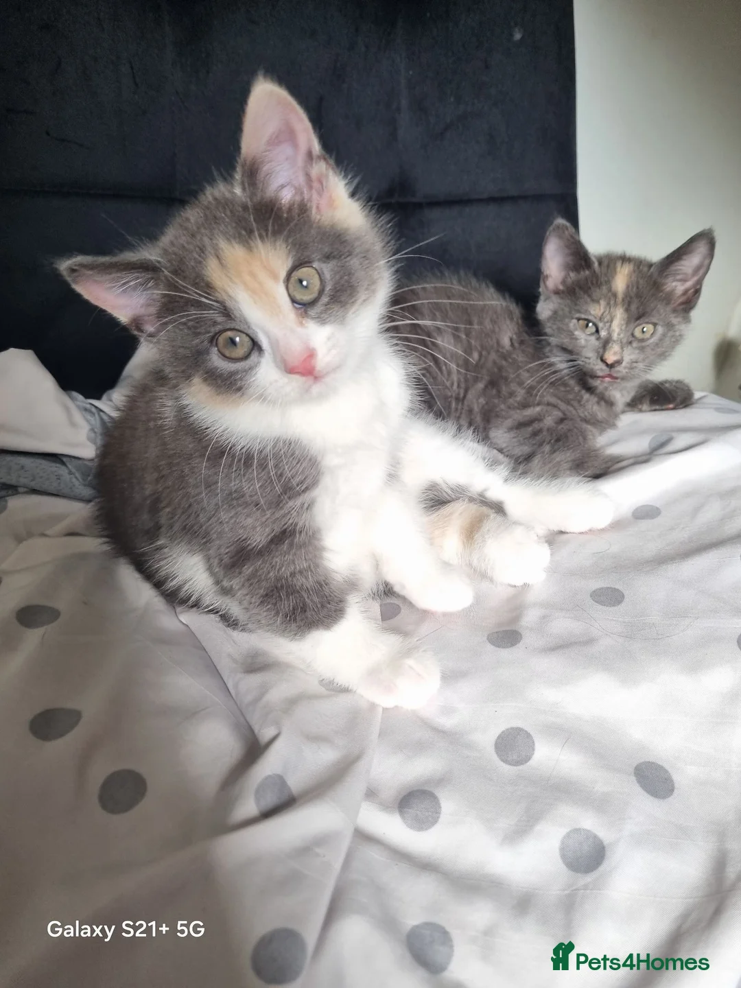 British Longhair cats for sale: Kittens for sale - Advert 1