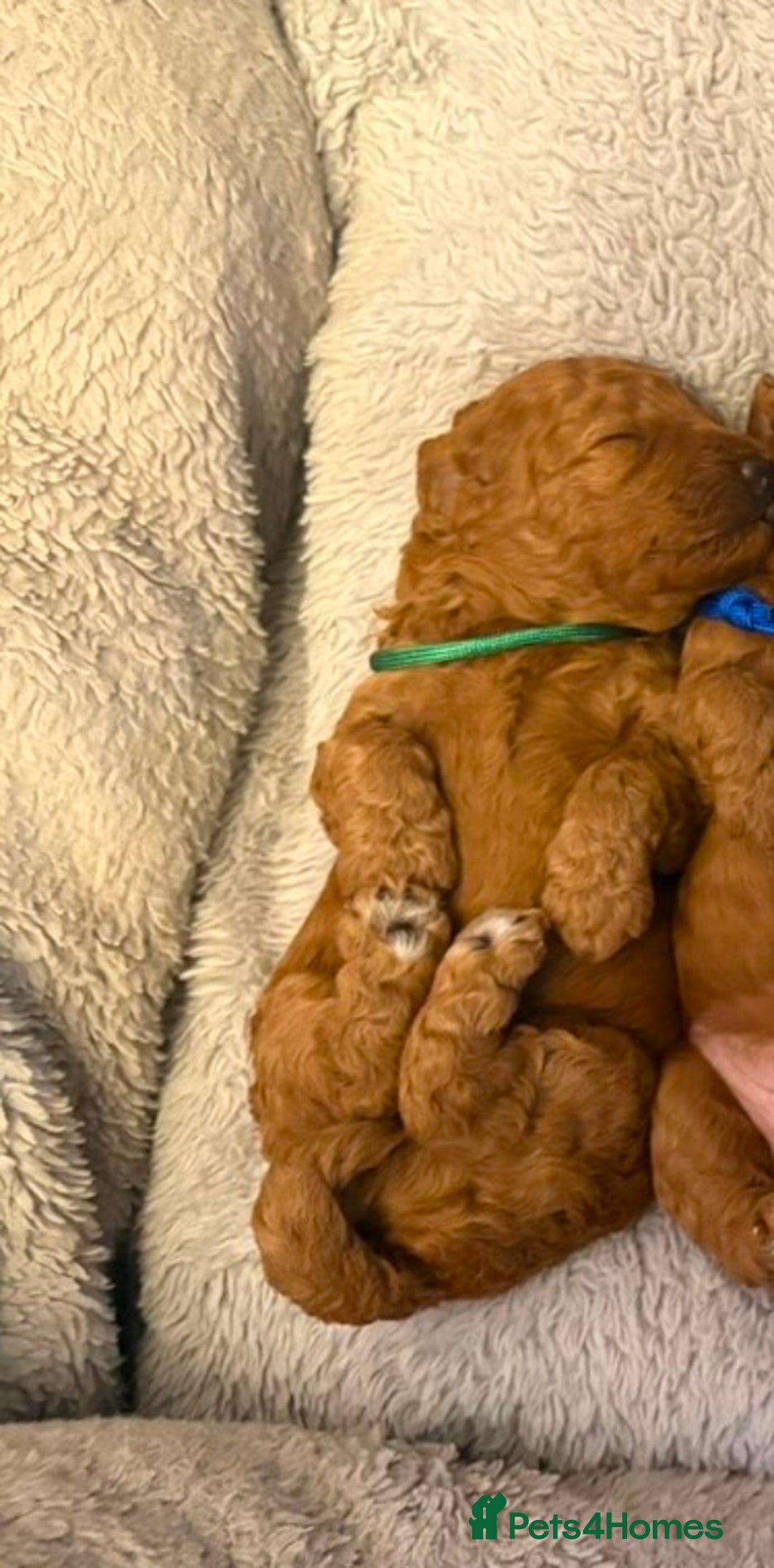 Cockapoo dogs for sale: Beautiful Cockapoo puppies - Image 2