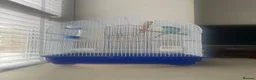 Budgerigars birds for sale: Beautiful Blue Budgie looking for loving new home  - Advert 4