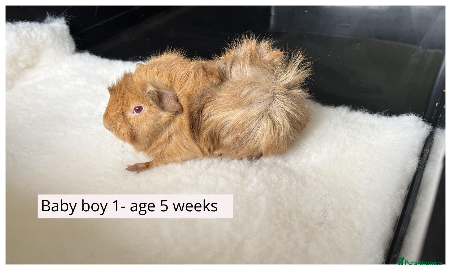Guinea Pig rodents Beautiful baby boys, and adult boys. - Advert 1