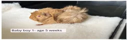 Guinea Pig rodents for sale: Beautiful baby boys, and adult boys. - Advert 1