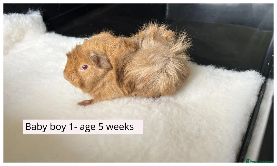 Guinea Pig rodents for sale: Beautiful baby boys, and adult boys. - Advert 1