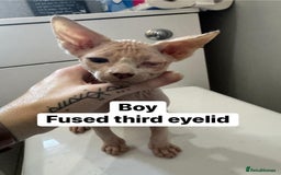 Sphynx cats for sale: Scottish Sphynx Kittens  - Image 7