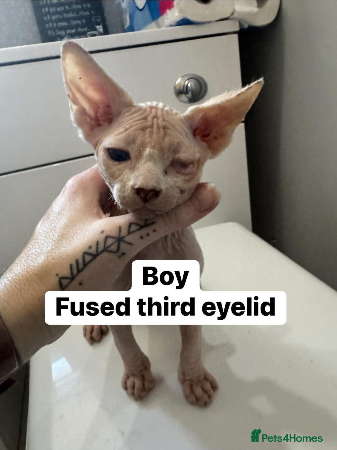 Sphynx cats for sale: Scottish Sphynx Kittens  - Image 7