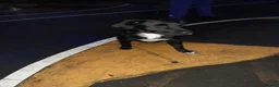 Staffordshire Bull Terrier dogs for sale: Gorgeous mayeh  - Advert 7