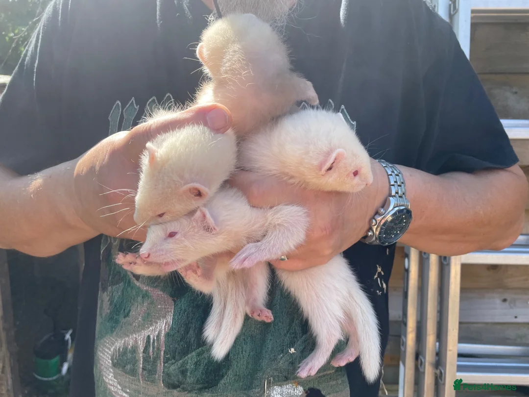 Ferret rodents for sale: Ferret kits for sale in Reading - Advert 2
