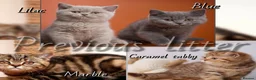 British Shorthair cats for sale: British kittens  - Advert 16