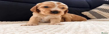 💙 Gold Sable Male – Beautiful Little Boy