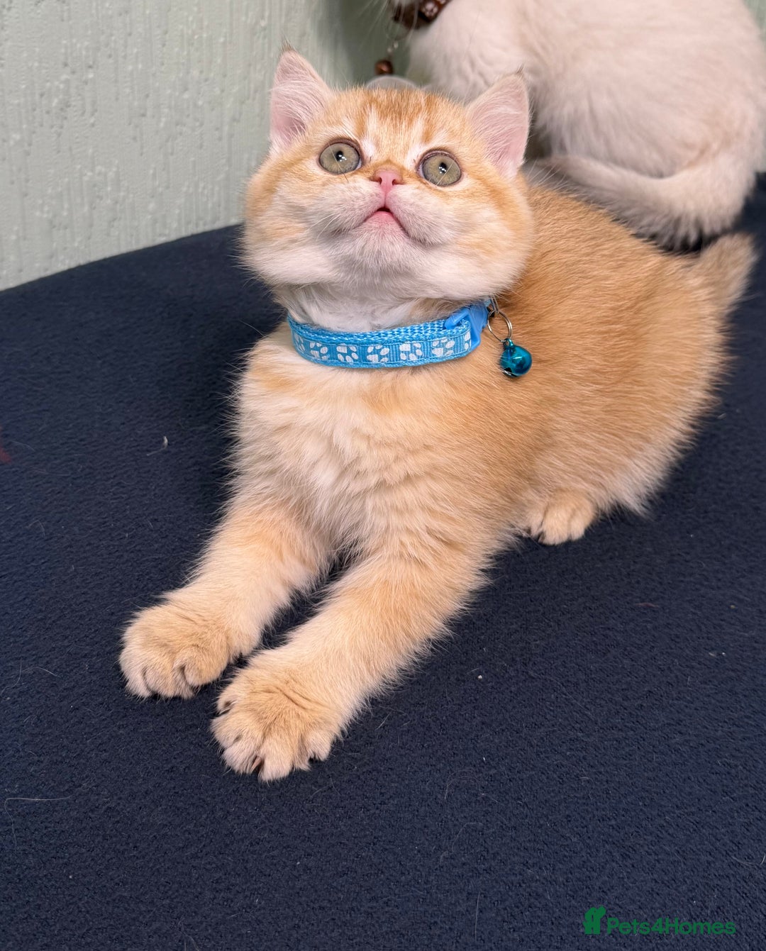 British Shorthair cats for sale: British Sh kittens golden GCCF registered  - Advert 8