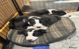 Border Collie dogs for sale: 2 Border Collie Pups for Sale (both bitches)  - Image 10