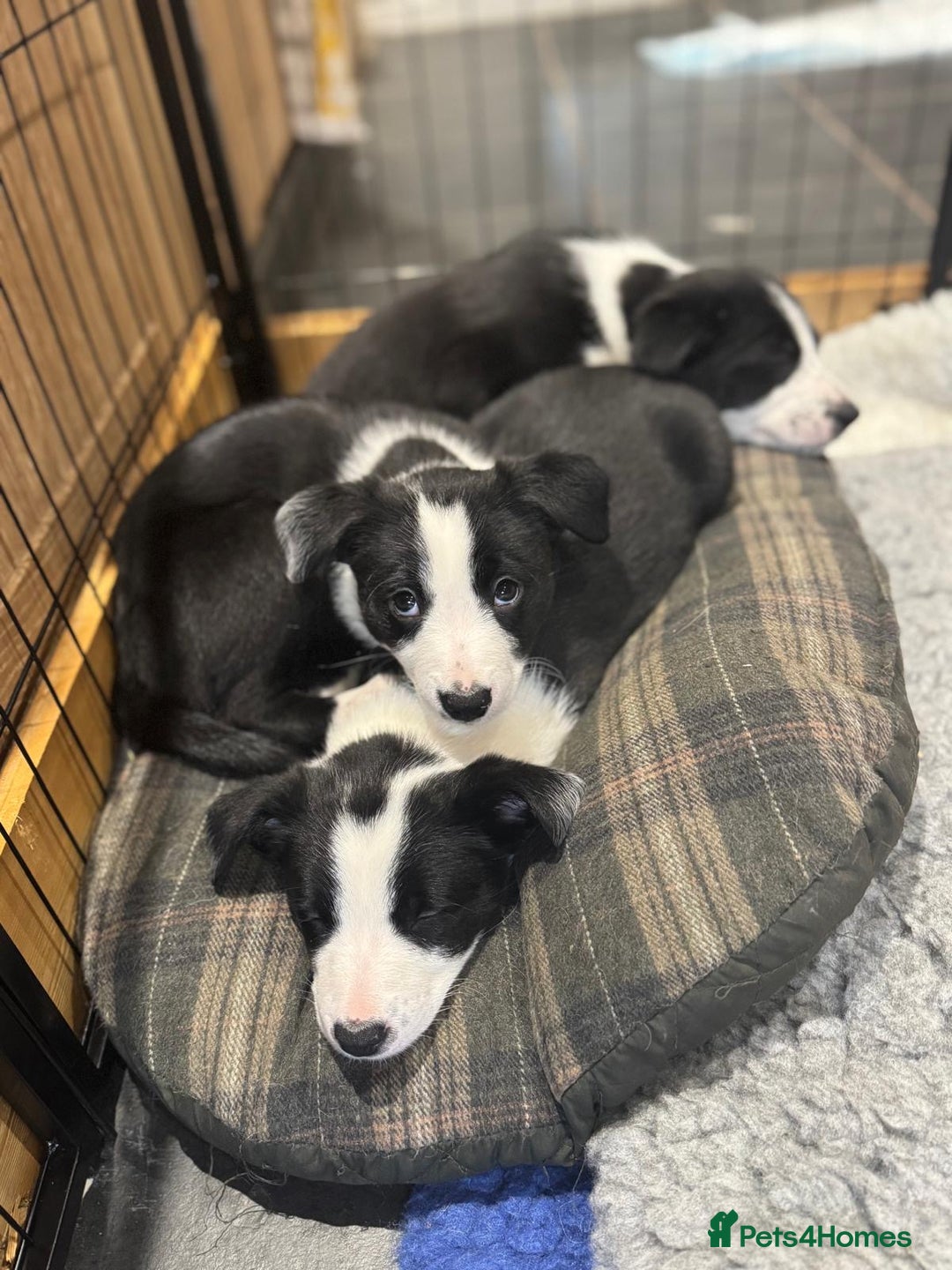 Border Collie dogs for sale: 2 Border Collie Pups for Sale (both bitches)  - Image 10