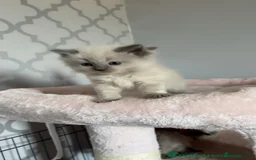 Ragdoll cats for sale: 🌸pedigree Ragdoll babies, reduced🌸 - Image 16