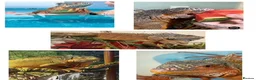 Iguana reptiles for sale: Red iguana - Advert 1