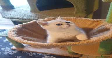 British Shorthair cats - Advert 15