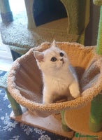 British Shorthair cats - Advert 10