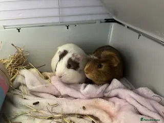 Guinea Pig rodents Guinea pigs and indoor cage - Advert 1