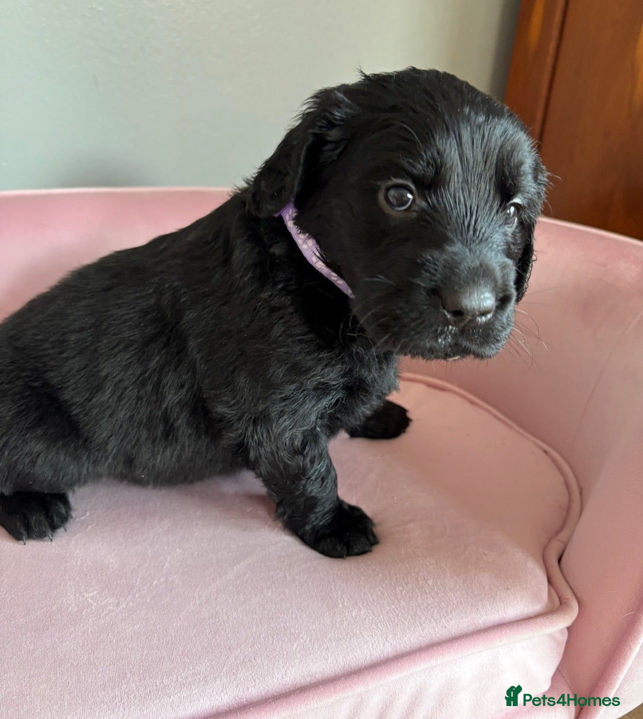 Mixed Breed dogs Golden flatties ❤️ ONLY LITTER IN UK ❤️ - Advert 2
