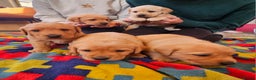 Labrador Retriever dogs for sale: KC Reg Labrador Pups For Sale - Advert 7