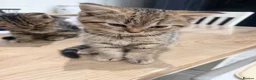 Mixed Breed cats for sale: Beautiful fluffy kittens  - Advert 9