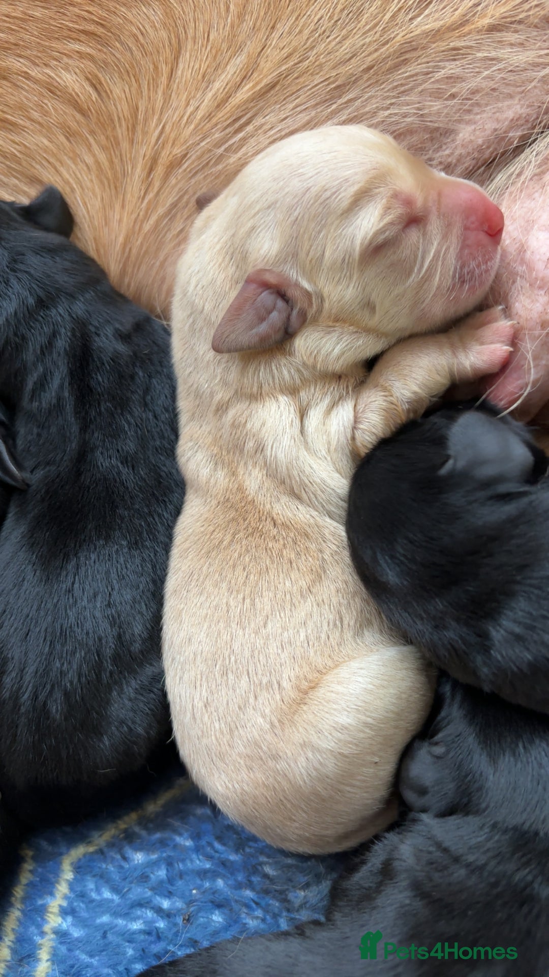 Labrador Retriever dogs for sale: Beautiful Labrador puppies - Image 4
