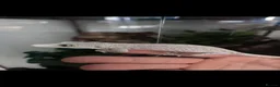 Gecko reptiles for sale: Gargoyles gecko and crested geckos  - Advert 16
