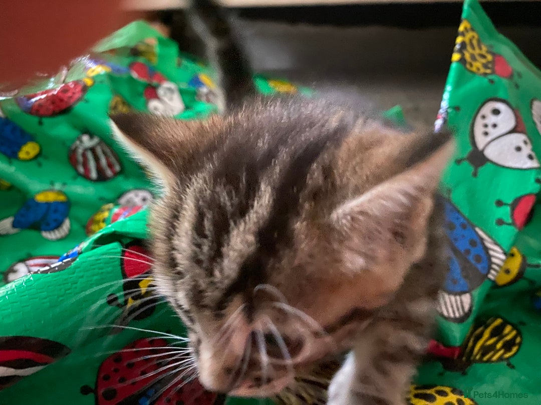 Ragdoll cats for sale: Kittys for sale - Advert 2