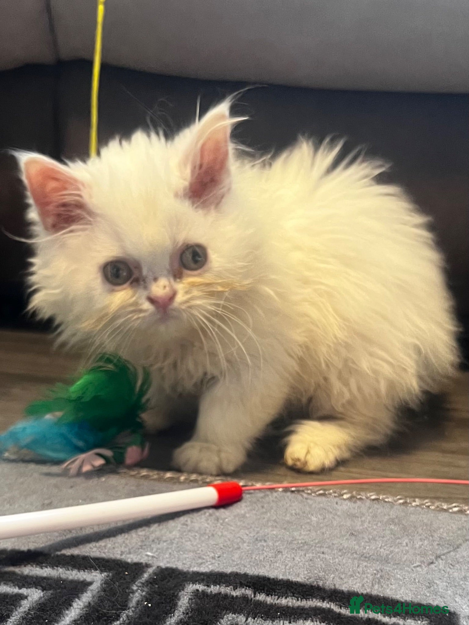 Persian cats FLUFFY PERSIANS READY NOW😻2 left - Advert 1