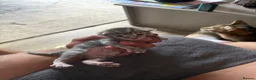 Mixed Breed cats for sale: Beautiful Kitten Litter – Born 1st June 2026 - Advert 7