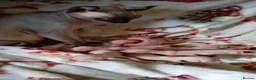 Sphynx cats for sale: Sphinx kittens - Advert 6