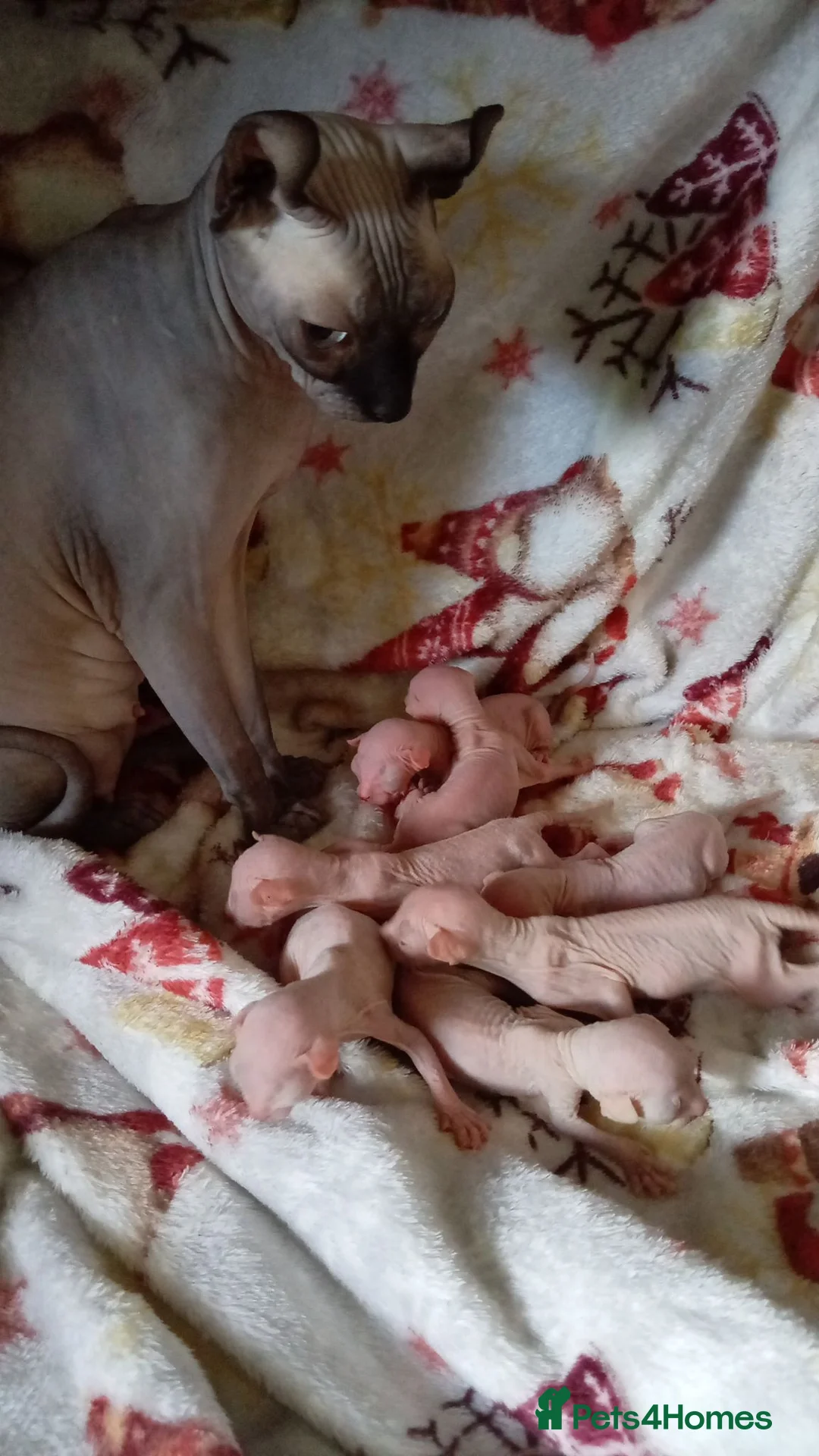 Sphynx cats for sale: Sphinx kittens - Advert 6