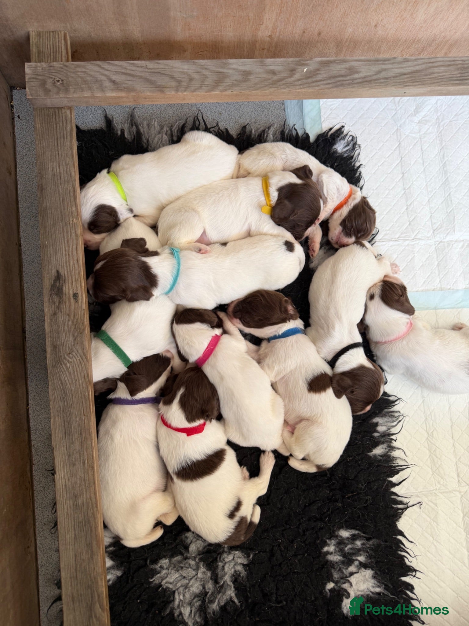 English Springer Spaniel dogs Very nicely bred English Springer Spaniel puppies  - Advert 2