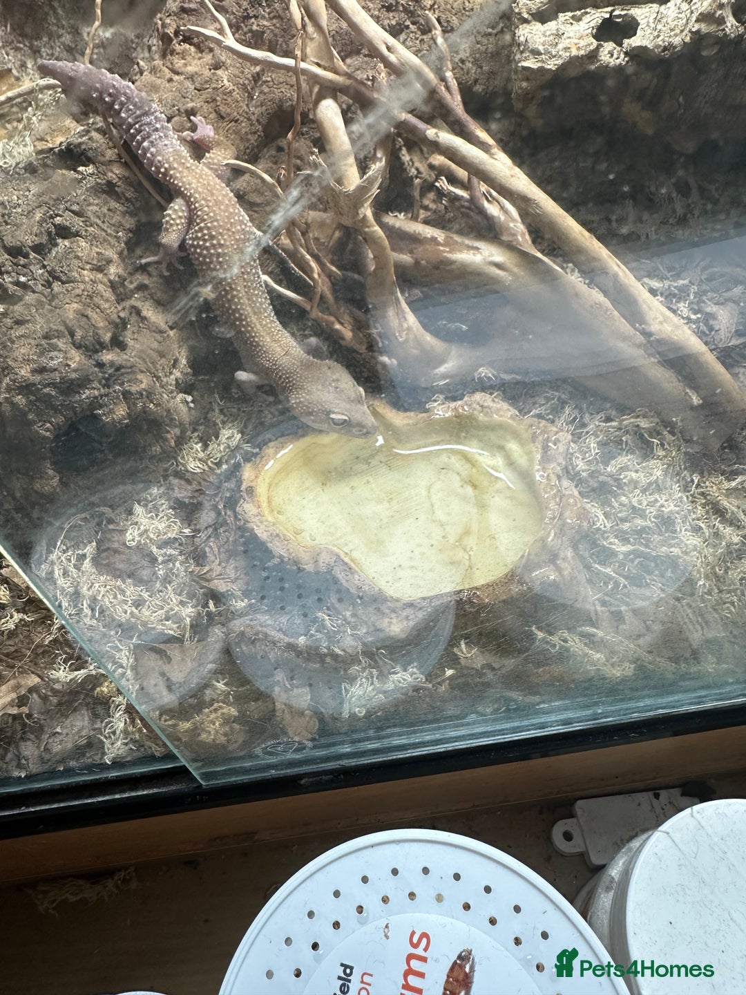 Leopard Gecko reptiles for sale: 2 leopard geckos and vivarium for sale  - Image 3