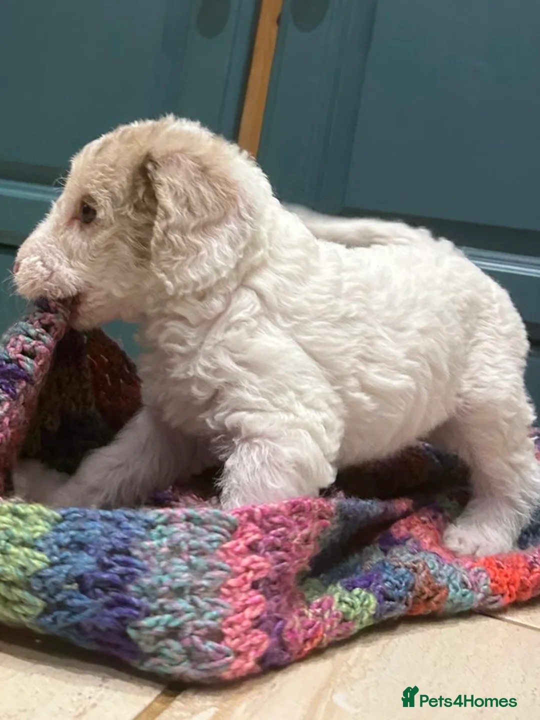 Australian Labradoodle dogs for sale: Australian Labradoodle Puppies - Advert 13