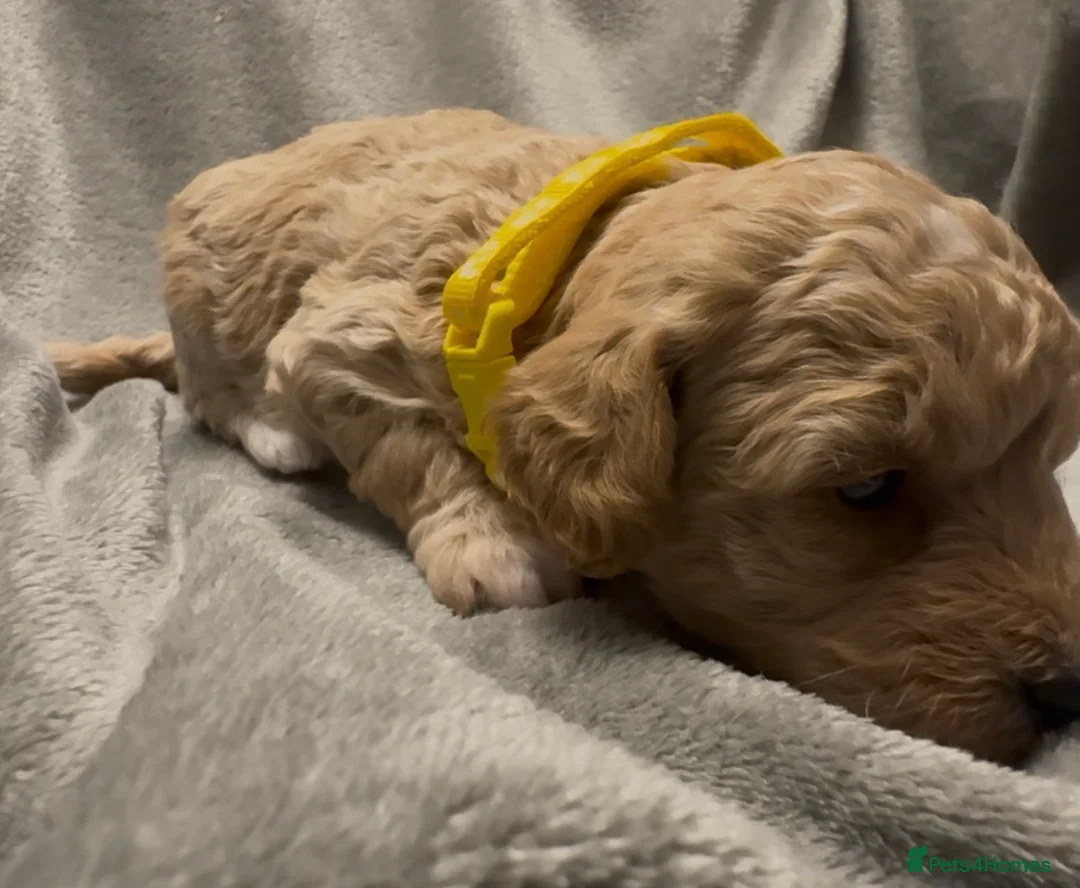 Mixed Breed dogs for sale: Poochon: 87.5% (and 12.5% jack russell) - Advert 14