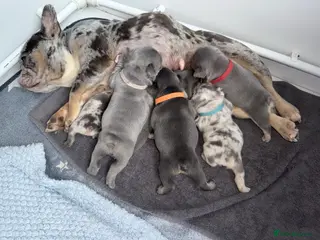French Bulldog dogs Stunning litter of French bulldogs - Advert 1