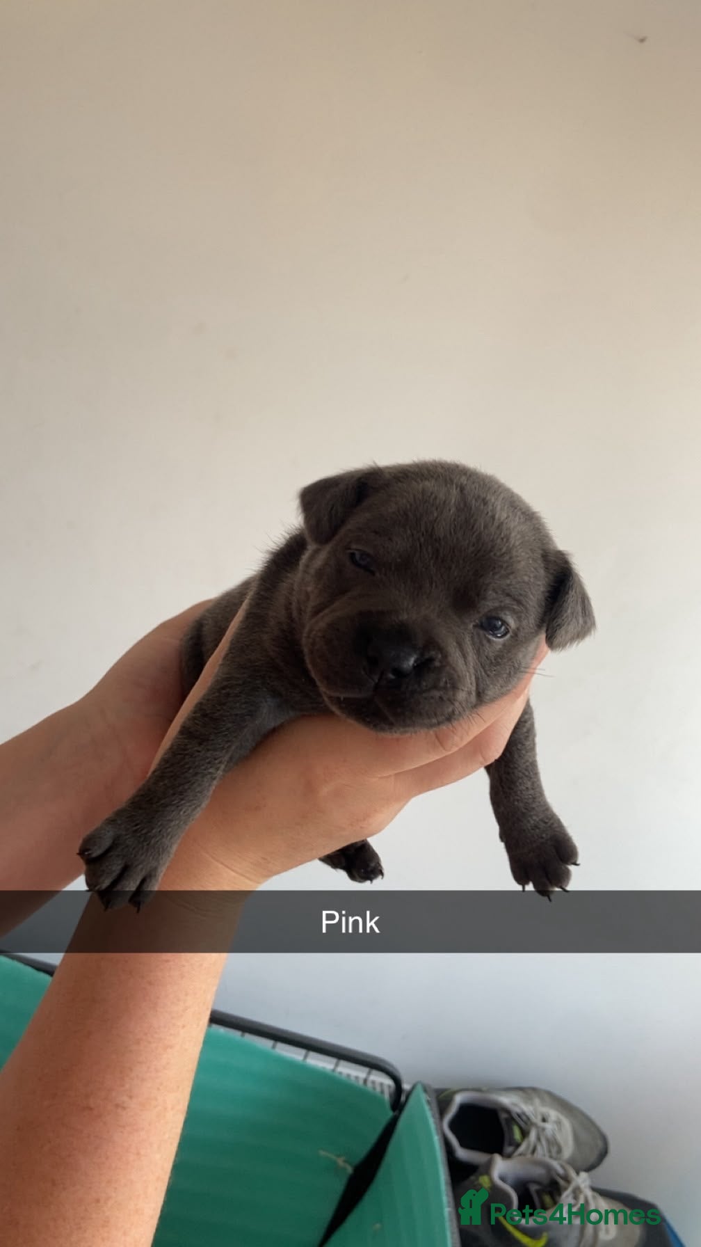 Staffordshire Bull Terrier dogs Outstanding KC Blue Staffy Puppies - Advert 2