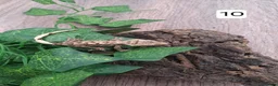 Gecko reptiles for sale: Crested geckos - Advert 19