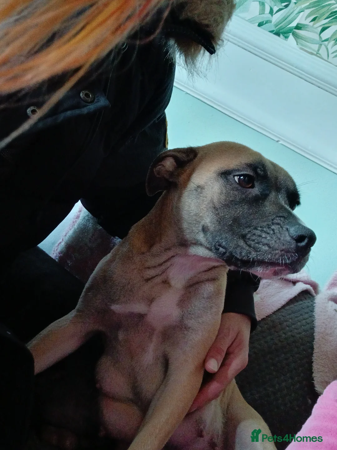 Mixed Breed dogs for sale: Mixed breed puppies - Advert 14