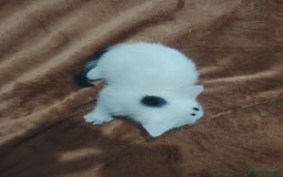 Mixed Breed cats for sale: Kittens  - Image 10