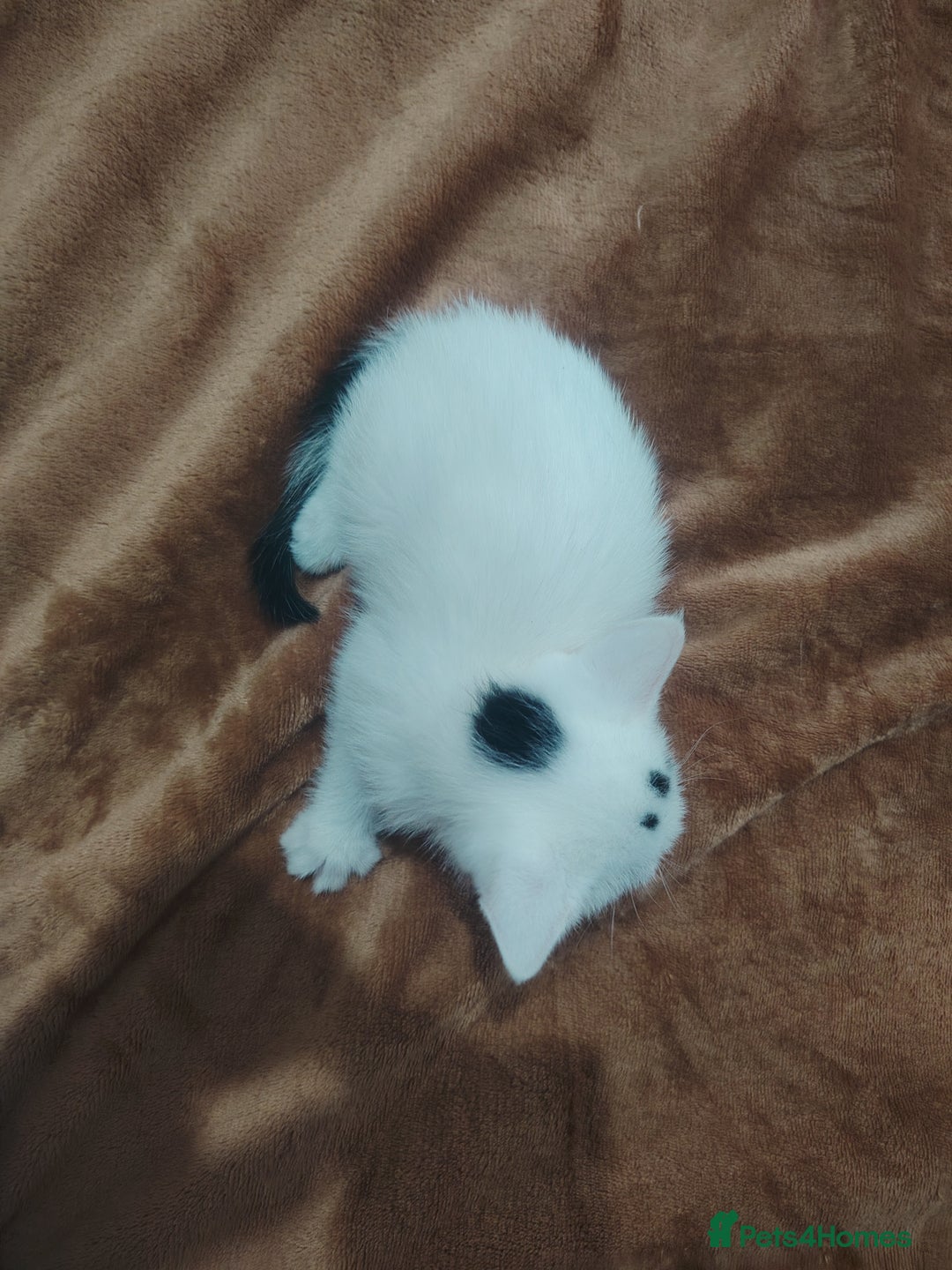 Mixed Breed cats for sale: Kittens  - Image 10
