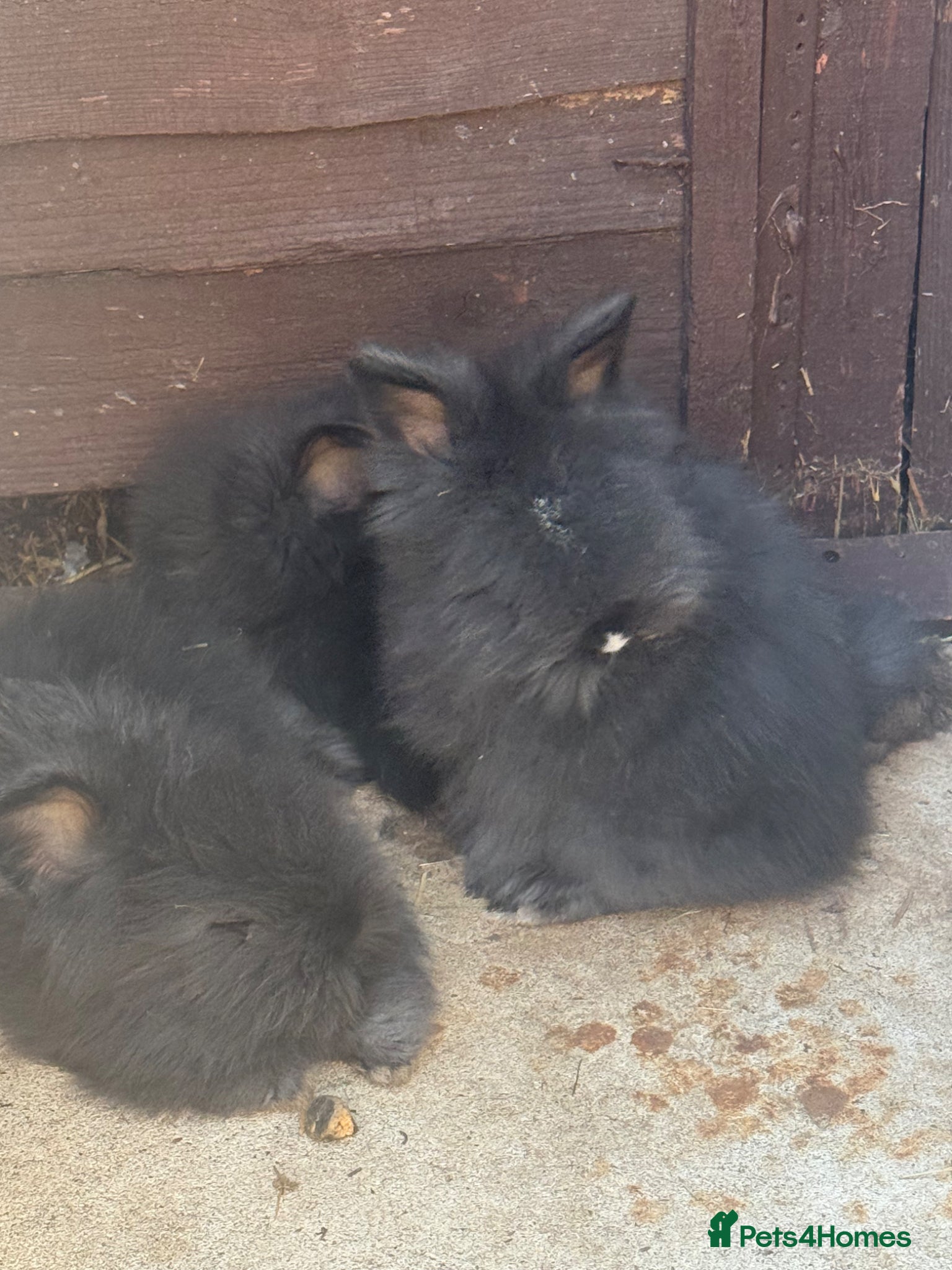 Angora rabbits angora x - Advert 3