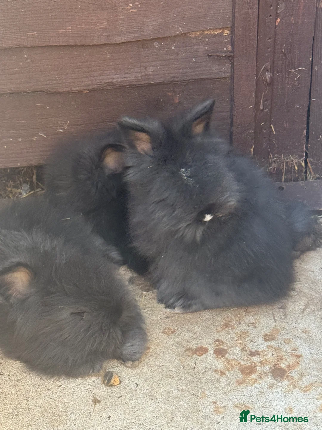 Angora rabbits for sale: angora x ready now - Advert 2