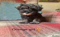 Miniature Schnauzer dogs for sale: KC Registered, health tested, puppies ready now!  - Image 10