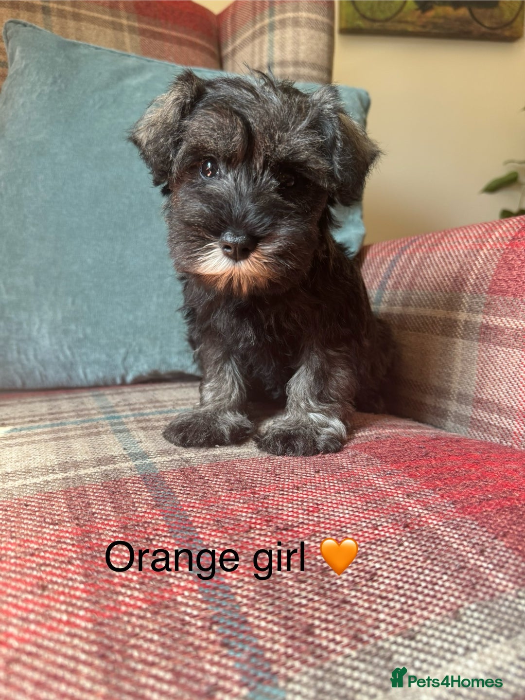 Miniature Schnauzer dogs for sale: KC Registered, health tested, puppies ready now!  - Image 10