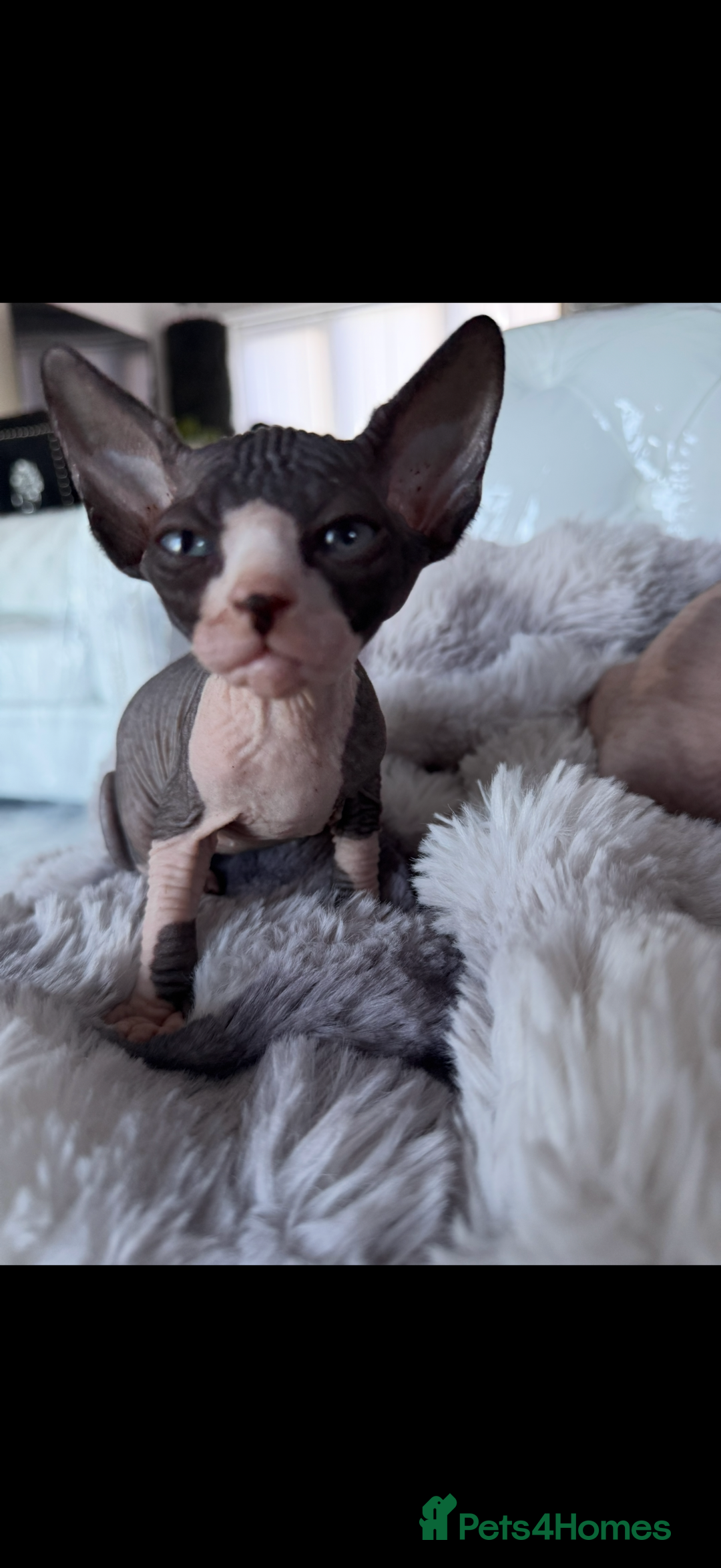 Sphynx cats for sale: canadian sphynx for sale  - Advert 21