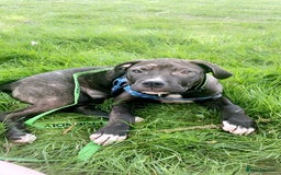 Mixed Breed dogs for sale: Randy  - Image 9